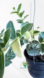 Hoya cumingiana Albomarginata Variegated with white-edged leaves in small and large sizes