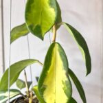 Hoya Diversifolia Inner Variegated