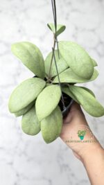 Hoya erythrostemma Silver leaves – rare tropical houseplant with silver foliage