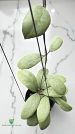 Hoya erythrostemma Silver leaves top view – rare tropical houseplant