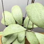 Hoya erythrostemma Silver leaf close up – silver variegated foliage