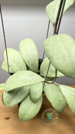 Hoya erythrostemma Silver leaf close up – silver variegated foliage