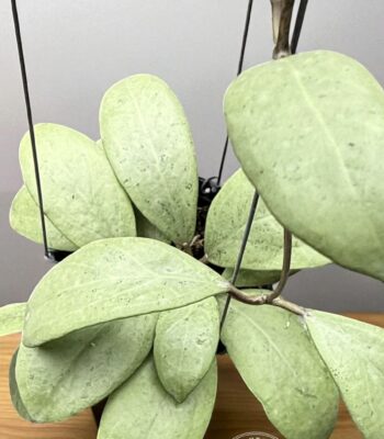 Hoya erythrostemma Silver leaf close up – silver variegated foliage