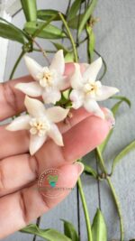 Hoya griffithii flowers close up – rare tropical wax plant