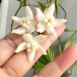 Hoya griffithii flower cluster – exotic rare houseplant