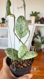 Hoya waymaniae Cloudy Sky leaf close up – marbled variegation