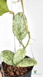 Hoya waymaniae Cloudy Sky plant – rare variegated tropical houseplant