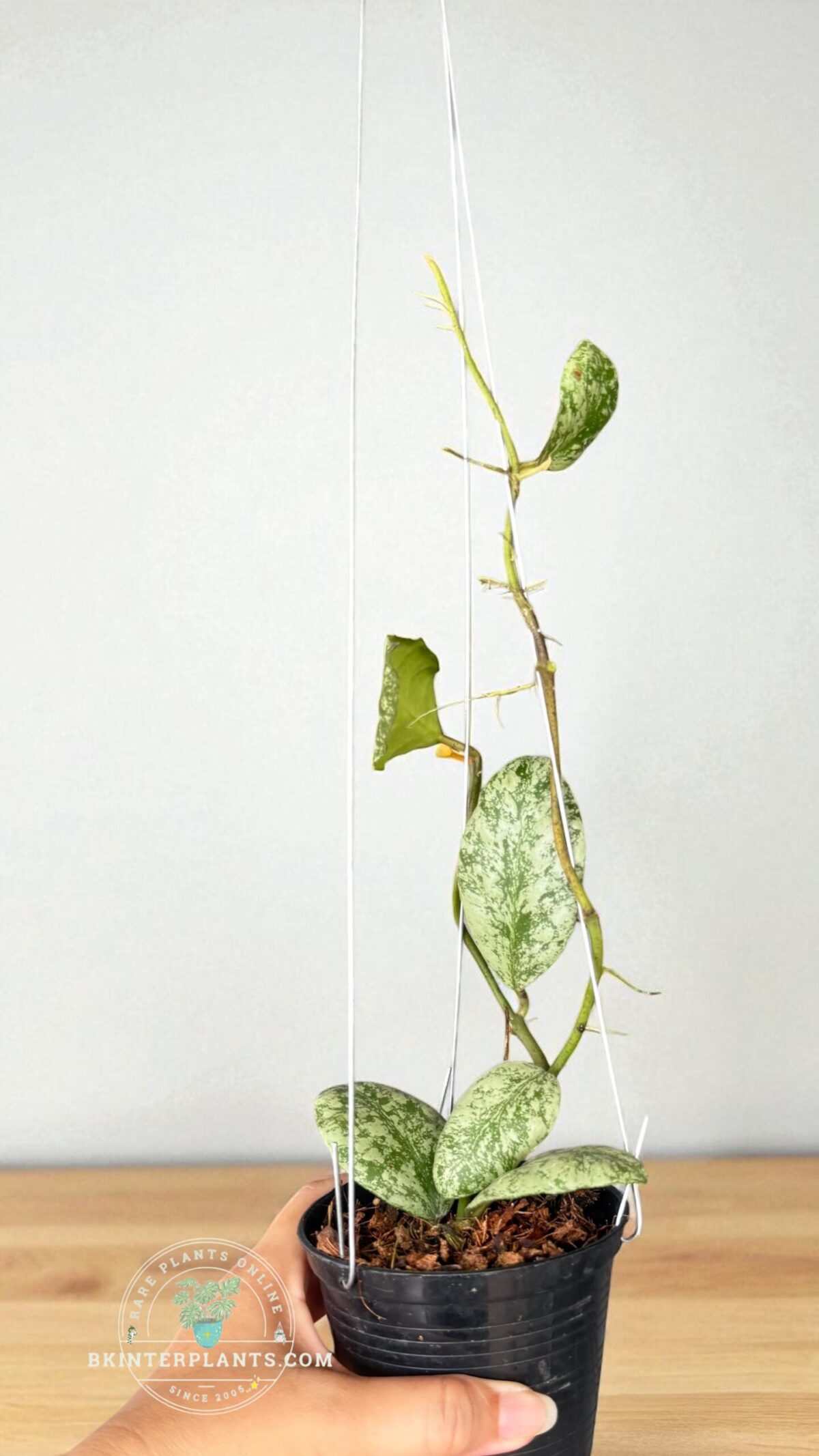 Hoya waymaniae Cloudy Sky elongated leaf – exotic tropical plant