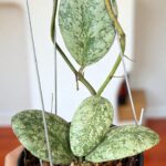 Hoya waymaniae Cloudy Sky Variegated with ruffled leaf edges and silver cloud variegation