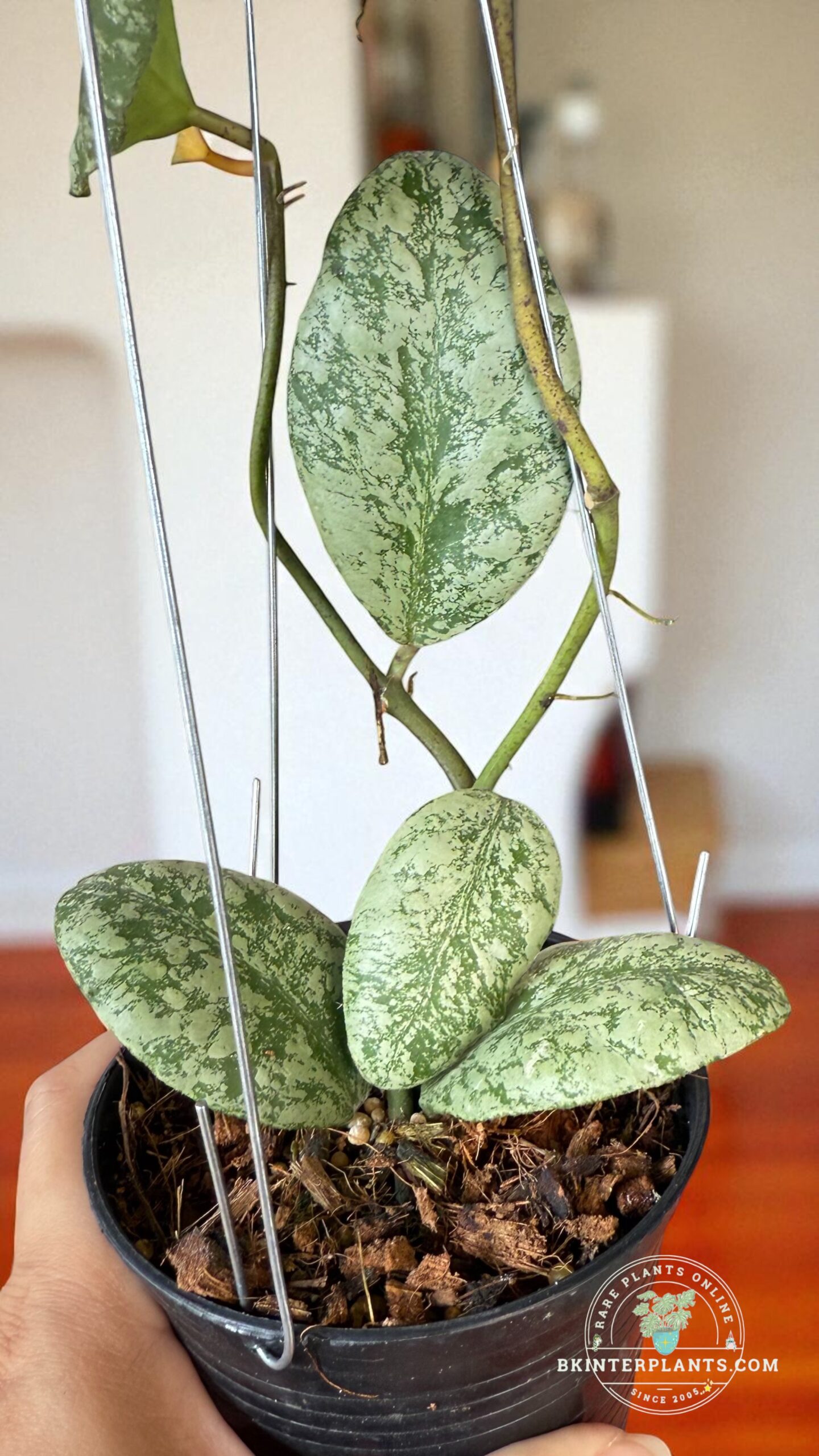Hoya waymaniae Cloudy Sky – Variegated Foliage Hoya waymaniae Cloudy Sky variegated foliage – rare indoor plant
