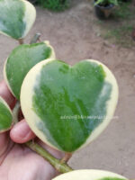 Hoya Heart Leaf Variegated - Image 2