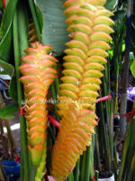 Heliconia "  ORANGE HUNDRED LEAF " - Image 3