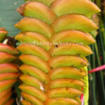 Heliconia "  ORANGE HUNDRED LEAF "