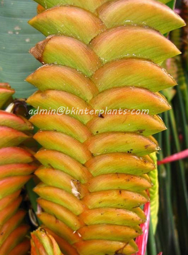 hundren_2.jpg Heliconia " ORANGE HUNDRED LEAF " - Image 1