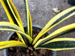 Sansevieria " Tiger Yellow Variegated "