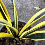 Sansevieria " Tiger Yellow Variegated "