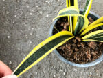 Sansevieria " Tiger Yellow Variegated " - Image 2