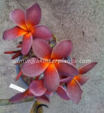 Plumeria " Black Purple " - Image 2