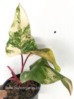 Philodendron Strawberry Shake Variegated - Image 3