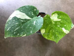 Monstera variegated " Thai Constellation " size S - Image 5