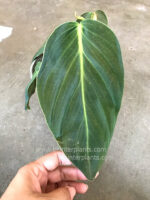 Philodendron Gigus - Image 2