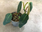 Philodendron Gigus - Image 4