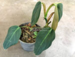 Philodendron Gigus