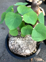 1 Bulb "Stephania Suberosa" - Image 3