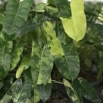 10 Plants Philodendron Burle Marx Variegated