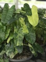 10 Plants Philodendron Burle Marx Variegated