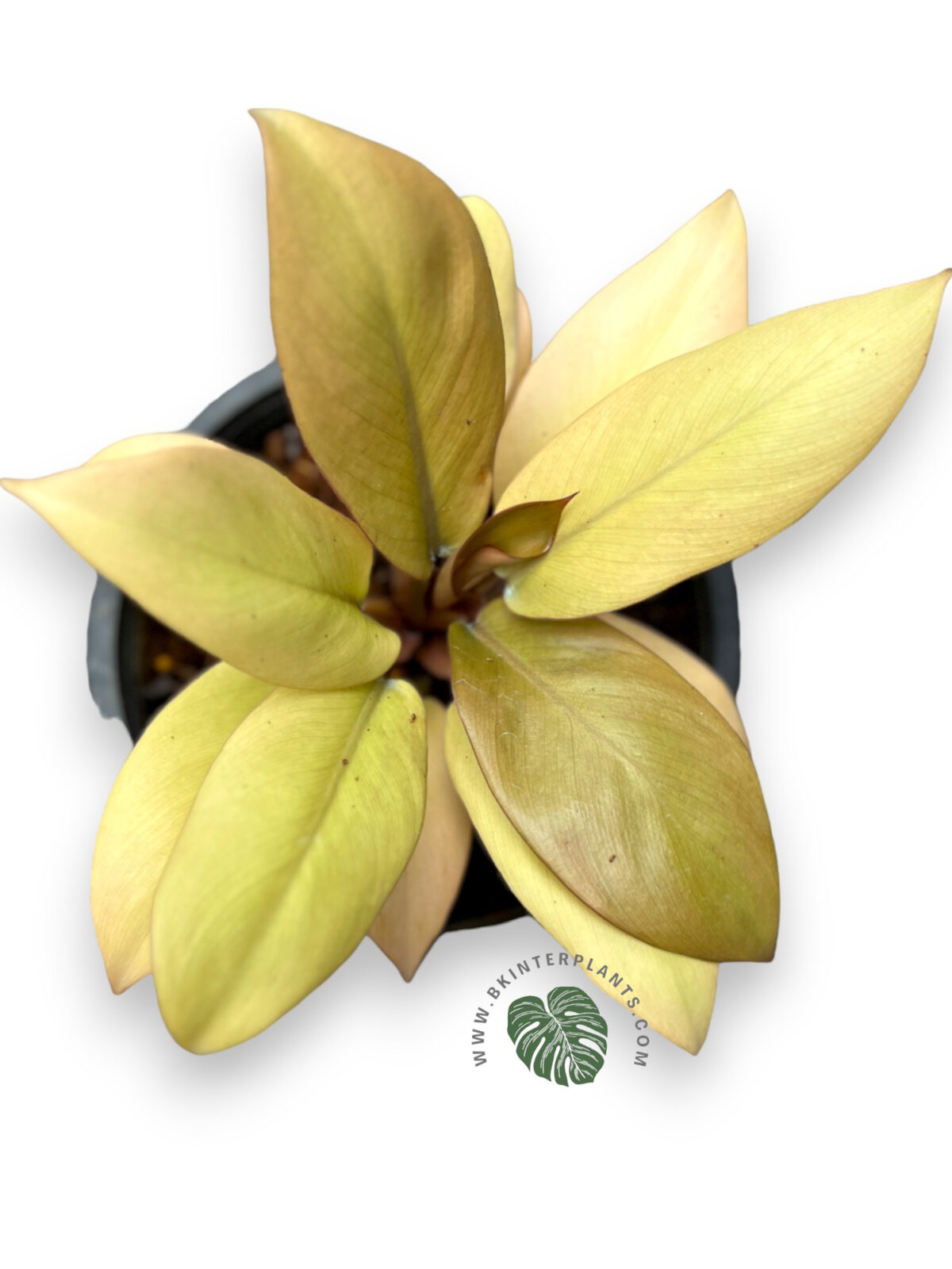 5 Plants Philodendron Golden Black Cadinal - Image 2