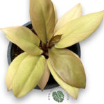 Philodendron Golden Black Cadinal