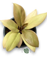 Philodendron Golden Black Cadinal