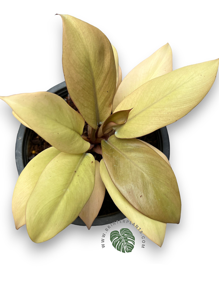 img_0498-photoroom.jpg Philodendron Golden Black Cadinal - Image 1