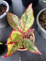 5 Plants Aglaonema Siam Aurora Variegated - Image 3