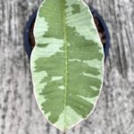 5 Plants Plumeria Duang Suri Leaf Variegated