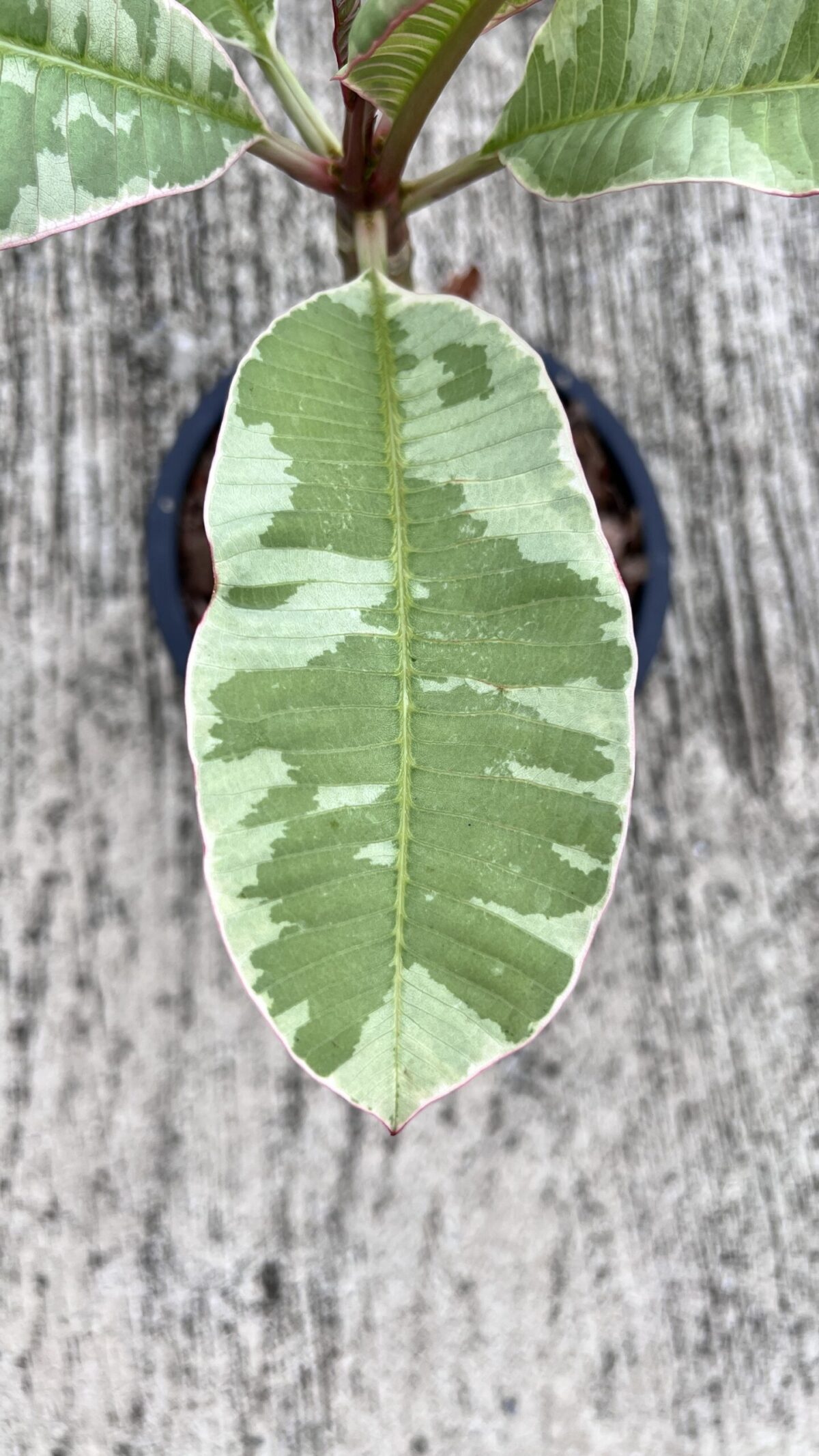 5 Plants Plumeria Duang Suri Leaf Variegated - Image 3