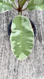 5 Plants Plumeria Duang Suri Leaf Variegated