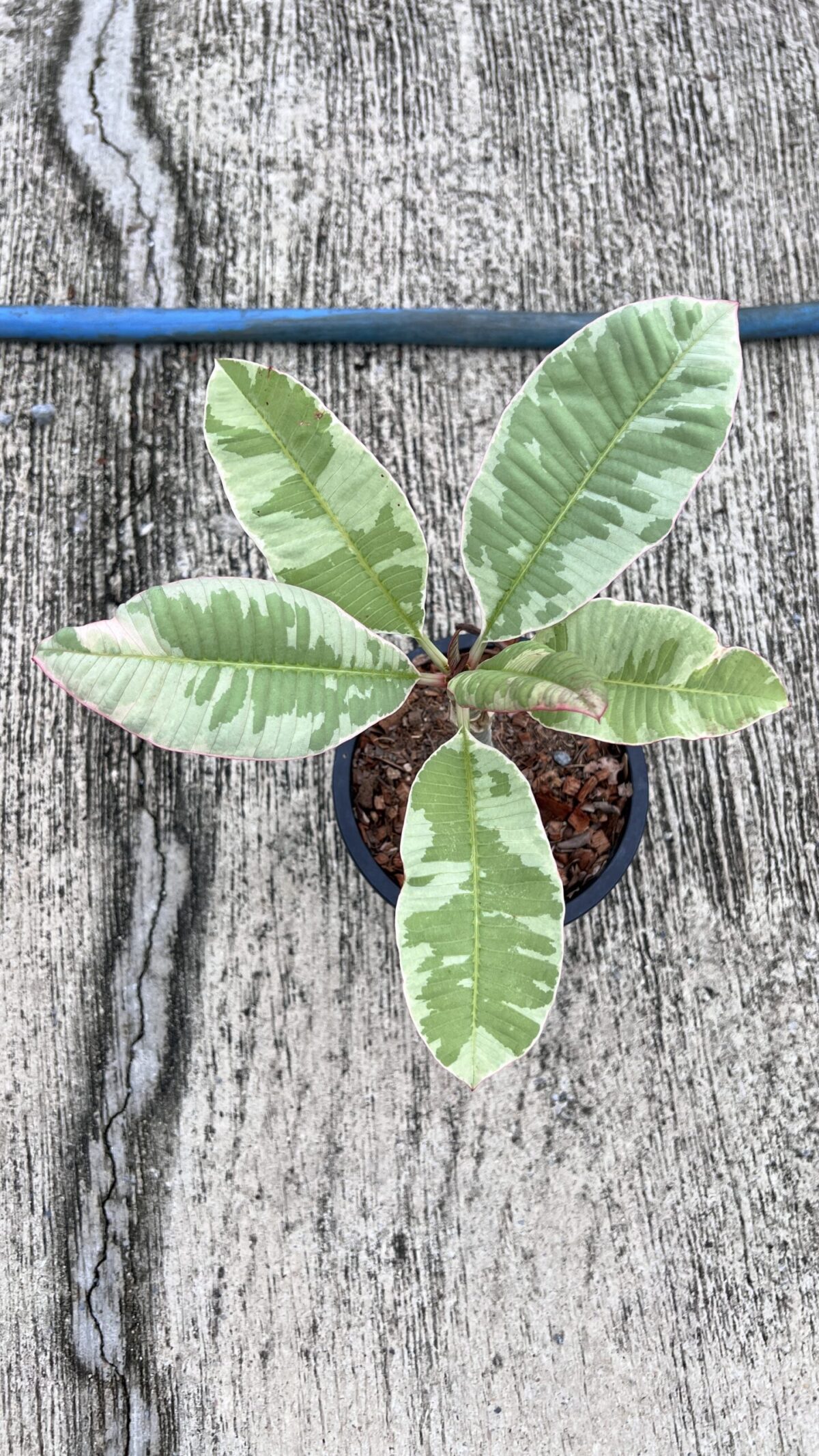 5 Plants Plumeria Duang Suri Leaf Variegated - Image 2