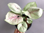 Syngonium Hybrid Bold Allusion - Image 3