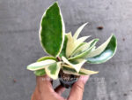 Hoya Australis Variegated - Image 3