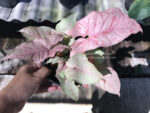 Syngonium podophyllum Schott (Pink Dot Var.) - Image 4