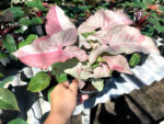 Syngonium podophyllum Schott (Pink Dot Var.) - Image 3