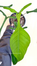 Philodendron Joepii Size L - Image 2
