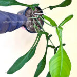 Philodendron Joepii Size L