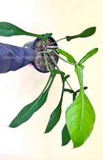 10 Plants Philodendron Joepii Size L