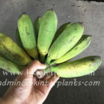 Musa " Kluai Nang Phaaya "