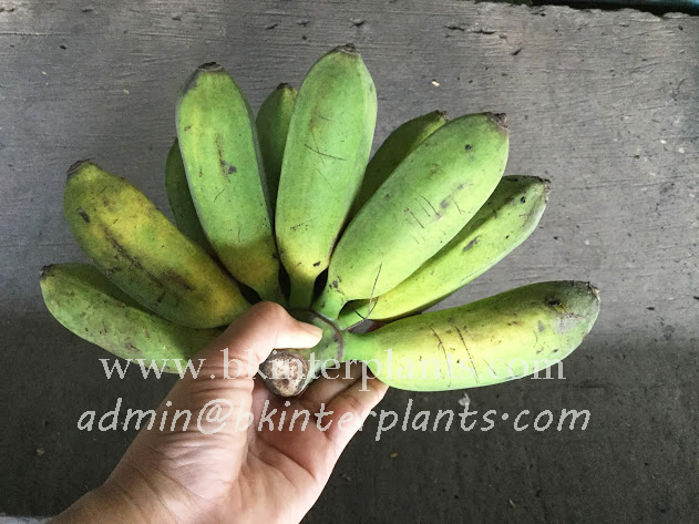 img_0932_copy.jpg Musa " Kluai Nang Phaaya " - Image 1