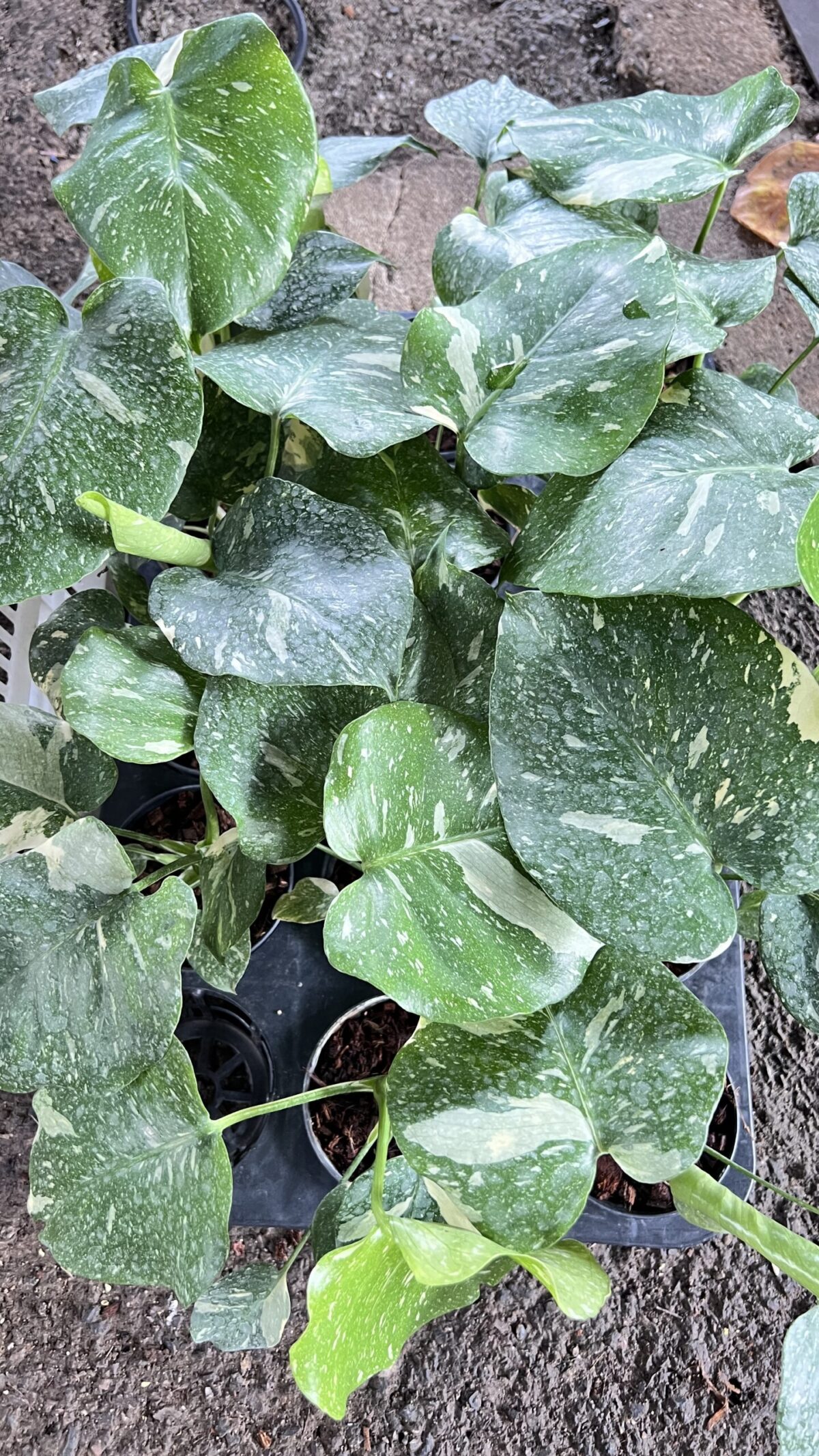 10 Plants Monstera Thai Constellation Size S - Image 2