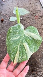 10 Plants Monstera Thai Constellation Size S